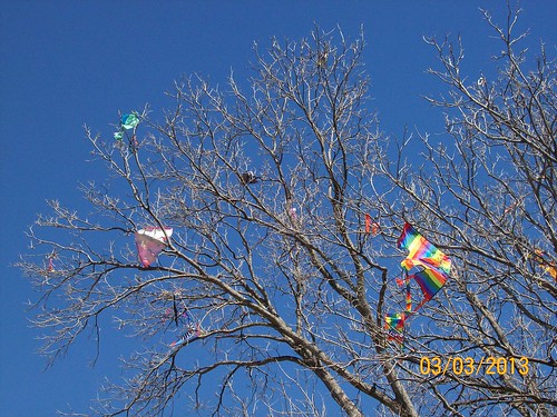 kite-eating tree