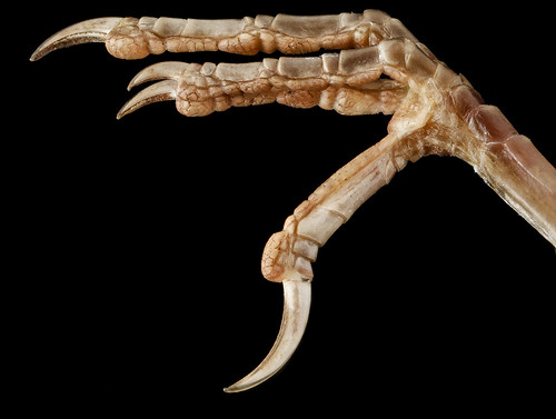 Seiurus aurocapilla, U, foot_2013-03-07-15.16.07 ZS PMax