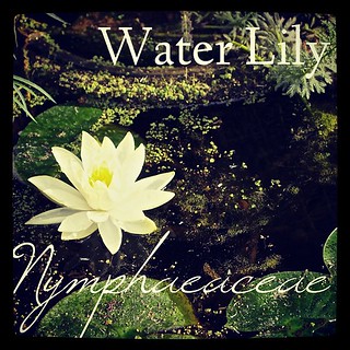 Garden Alphabet: Water Lily (Nymphaeaceae)