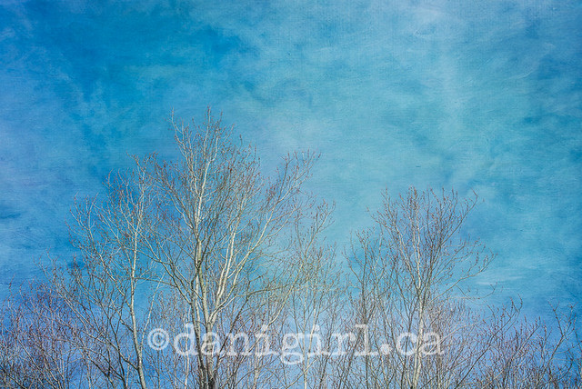 Spring sky and birch trees