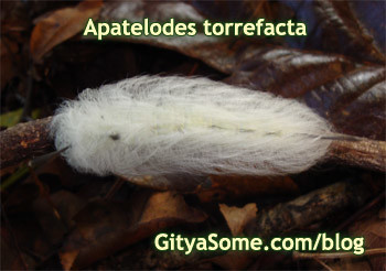 Apatelodes torrefacta Caterpillar