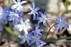 spring flowers 090