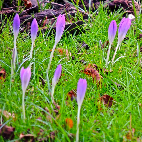 Spring, 2, Crocus in the Grass by Irene.B.