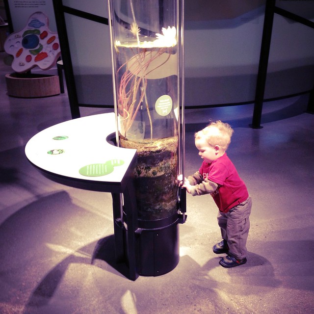 Lewis exploring at the Natural History Museum