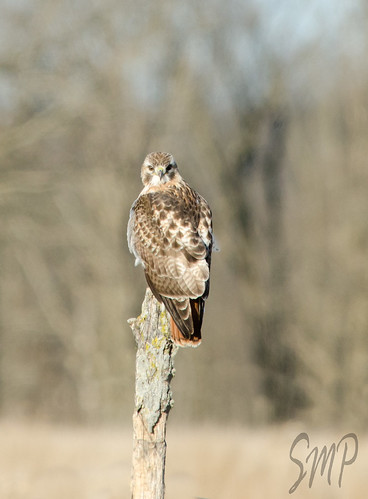 Red Tail by UpstateNYPhototaker