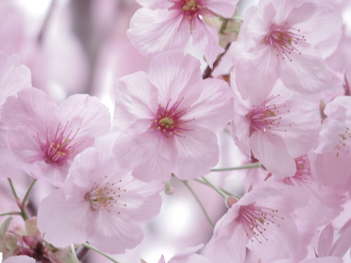 Sakura bloom in Tokyo 11