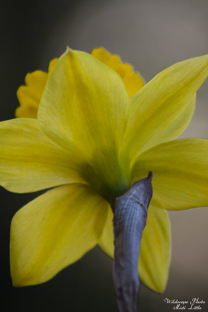 daffodil4