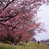 早咲き桜の花見