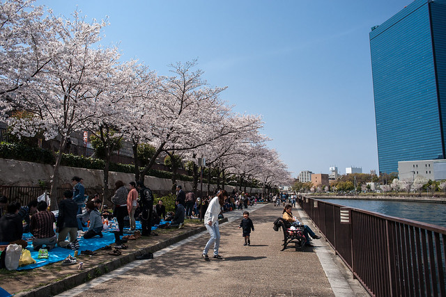 Sakura at Osaka Castle