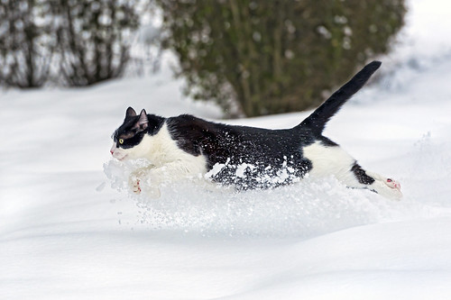 Oskar running in the snow by Tambako the Jaguar