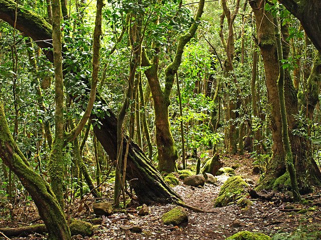 Rainforest, La Gomera