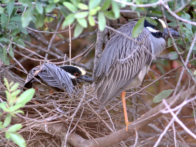 Yellow-crowned Night-Heron pair incubating nest 13-5 non-HT20130406