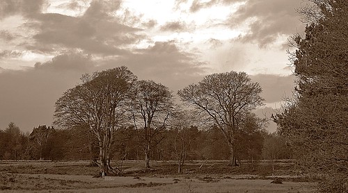 Clumber Park by birbee