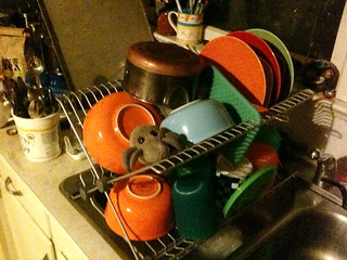 Dish-drainer mite