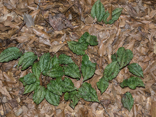 Tipularia discolor leaves