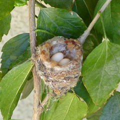 Hummingbird Nests