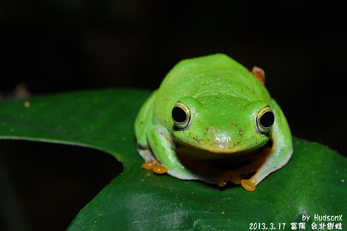 台北樹蛙(18)