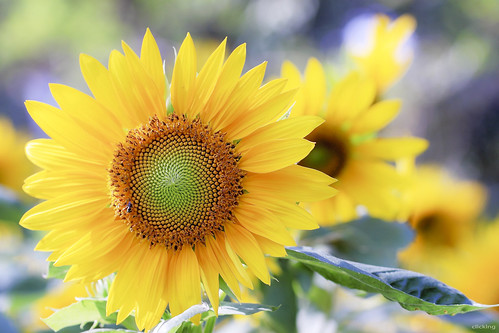 The sunflower in the sunshine [ EXPLORED ] by -clicking-