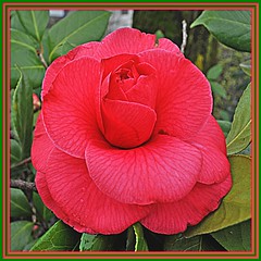 Camellia  (Flowers)