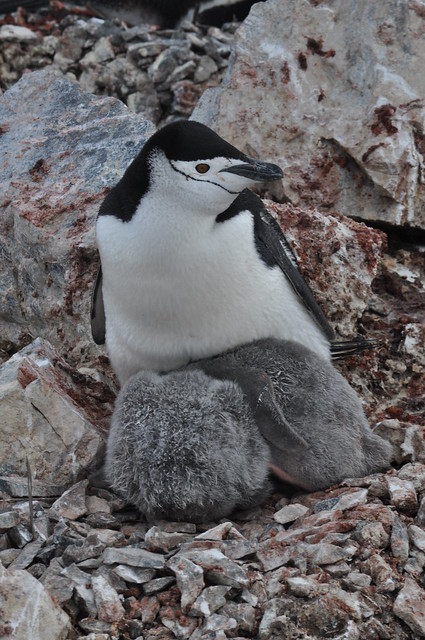 Cave!  Chinstrap Penguin (Pygoscelis antarcticus)