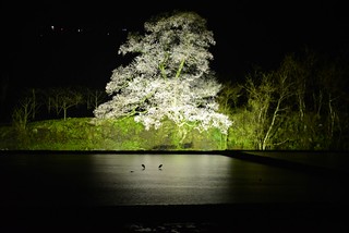 向野の夜桜＠城端。