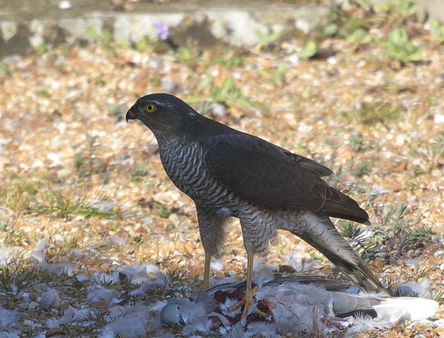 DSC_6169 Female Sparrowhawk with its prey