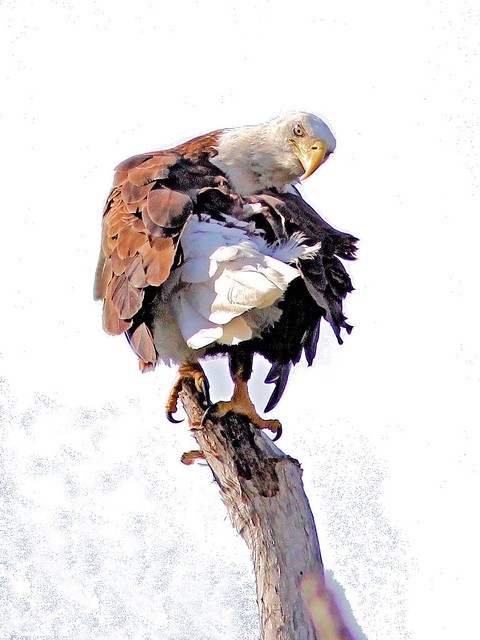 Bald Eagle adult preening 20130412