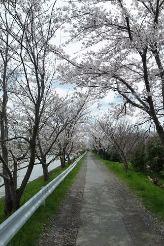 桜の花、舞い上がる道を 2