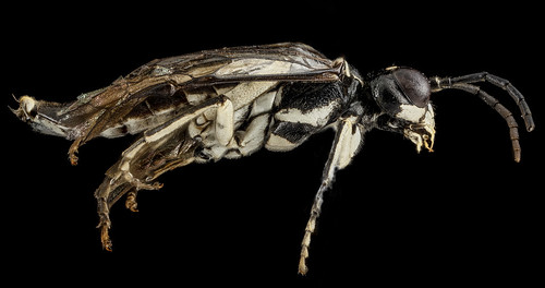 Sawfly, F, side, Wyoming, Park County_2013-03-27-12.21.55 ZS PMax