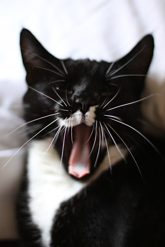Yawn 3