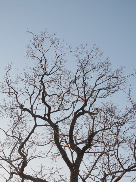 Fractal Branches