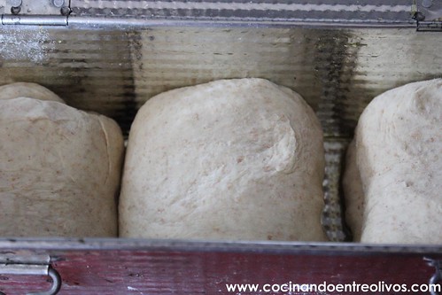 Pan de molde integral www.cocinandoentreolivos (21)