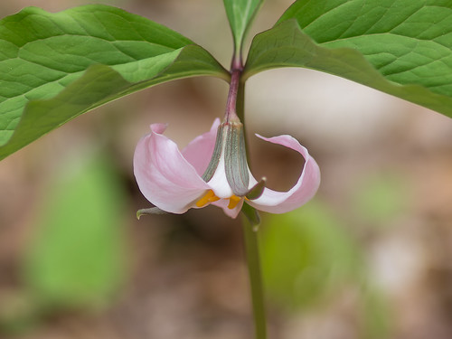 typical Catesby's Trillium