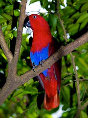 Amazing Birds of Papua New Guinea