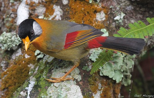 Silver-eared Mesia by Gaëll