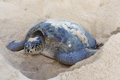 A green turtle laying eggs.