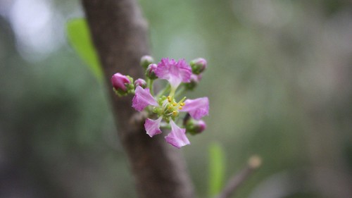 Flor del árbol de acerola by MandoBarista