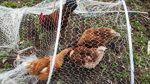 Chickens in the vegetable garden.