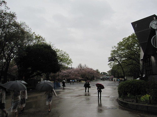 雨の上野恩賜公園　2013.4.3 by Poran111