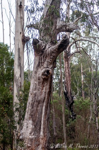 Habitat tree