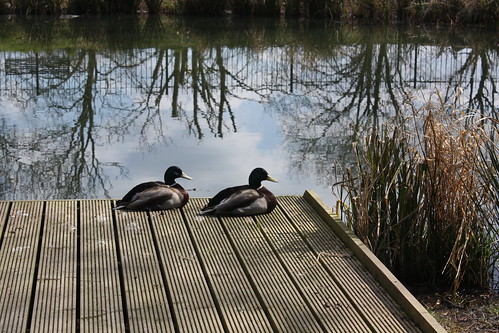 Pair of Mallards at Eaglesfield Park Lilly Pond