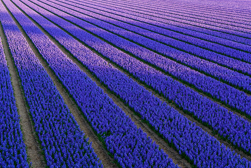 Shadows on the hyacinth fields by Frans.Sellies (off for a while)