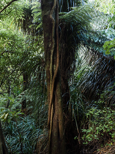 jungle pictures, 5 photographs by Lester Ralph Blair