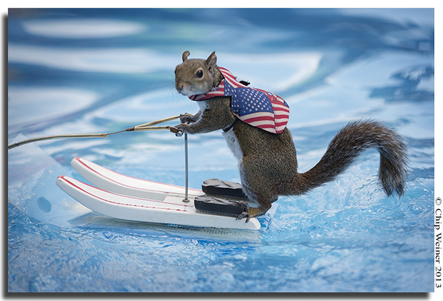 Twiggy the water skiing squirrel