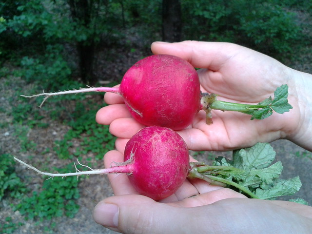 Two radishes in hand