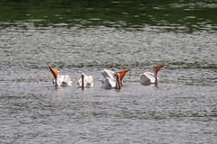 Pelicans on the Bow R.