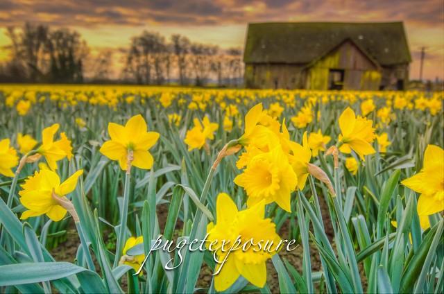 Daffodil and Barn