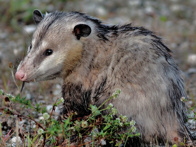 Opossum eating rat 20130408