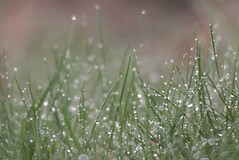 wet-grass