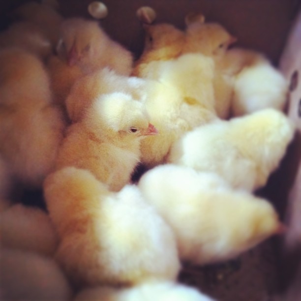 Soon they will {blossom} into full grown chickens!  ;) #cmglimpse